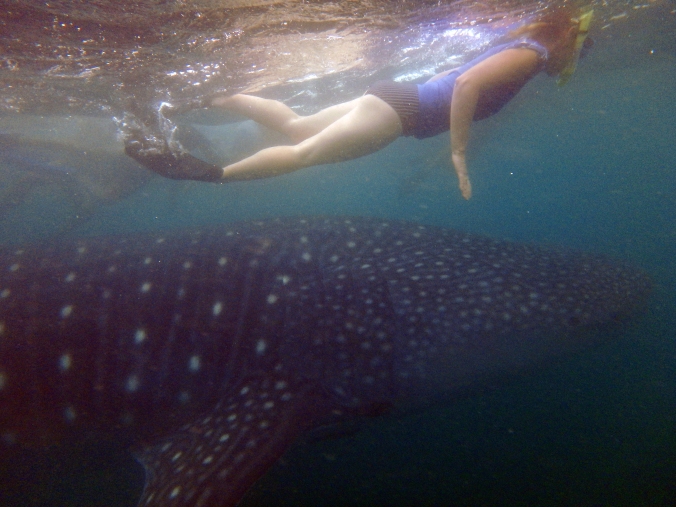 A snorkeller sizes up against a whale shark in Donsol, Philippines.