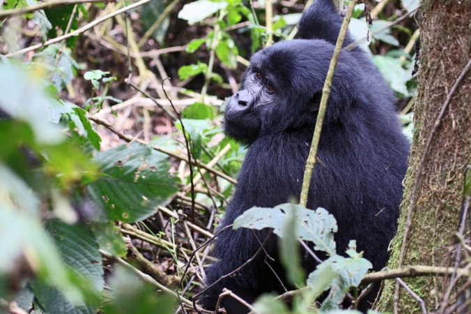 Female mountain gorilla takes a short break from feeding to flash her unforgettable eyes at us.
