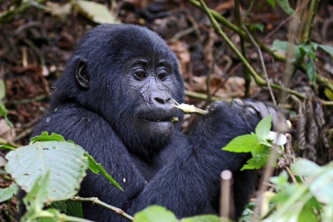 Juvenile male gorilla feeds on shrubbery in Bwindi Impenetrable Forest.