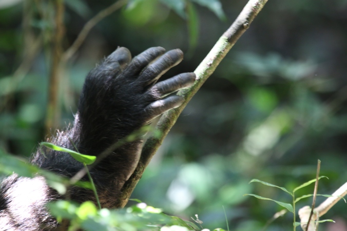 Almost human. A chimpanzees outstretched hand offers a glimpse into the past.