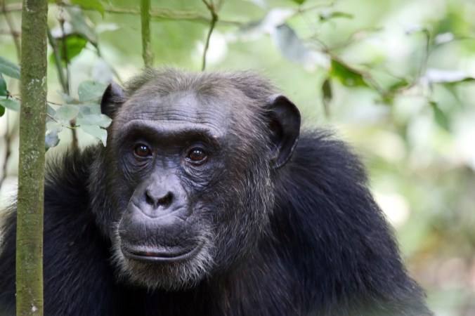 Alpha male enjoys a fleeting moment of tranquility.